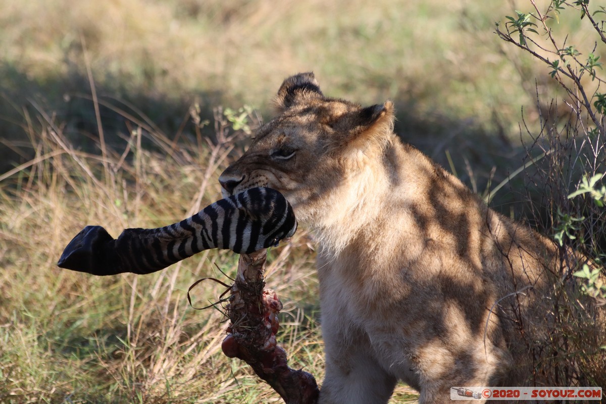 Masai Mara - Lion (Simba)
Mots-clés: geo:lat=-1.53187900 geo:lon=35.28392405 geotagged Keekorok KEN Kenya Narok Masai Mara animals Lion