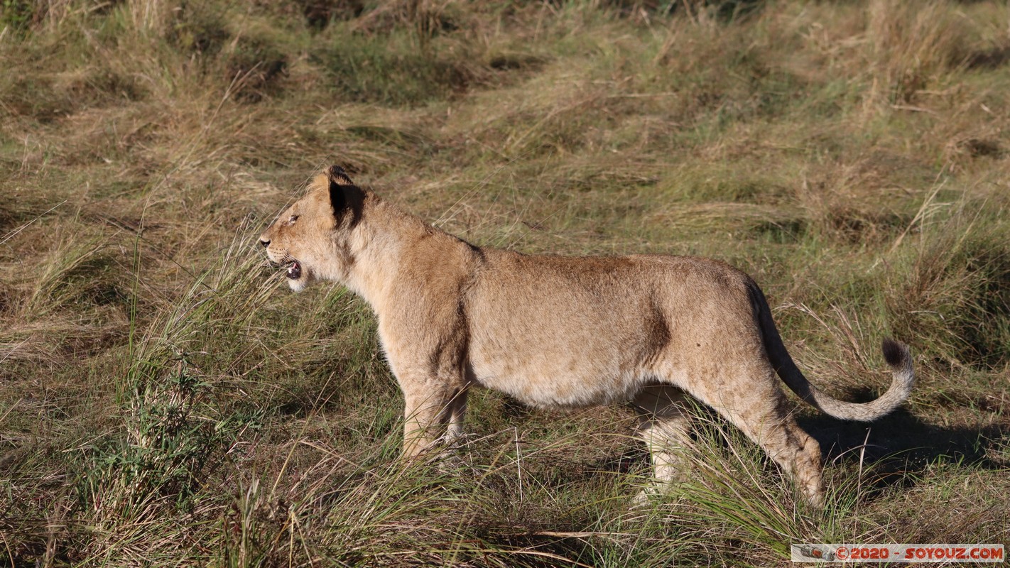 Masai Mara - Lion (Simba)
Mots-clés: geo:lat=-1.53187900 geo:lon=35.28392405 geotagged Keekorok KEN Kenya Narok Masai Mara animals Lion