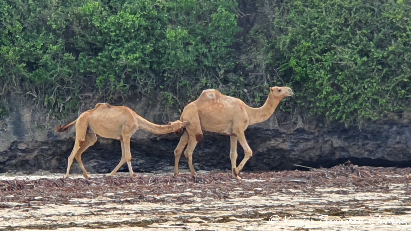Mombasa - Bamburi Beach - Camel
Mots-clés: Bamburi Beach Kenya Mombasa animals Dromadaire