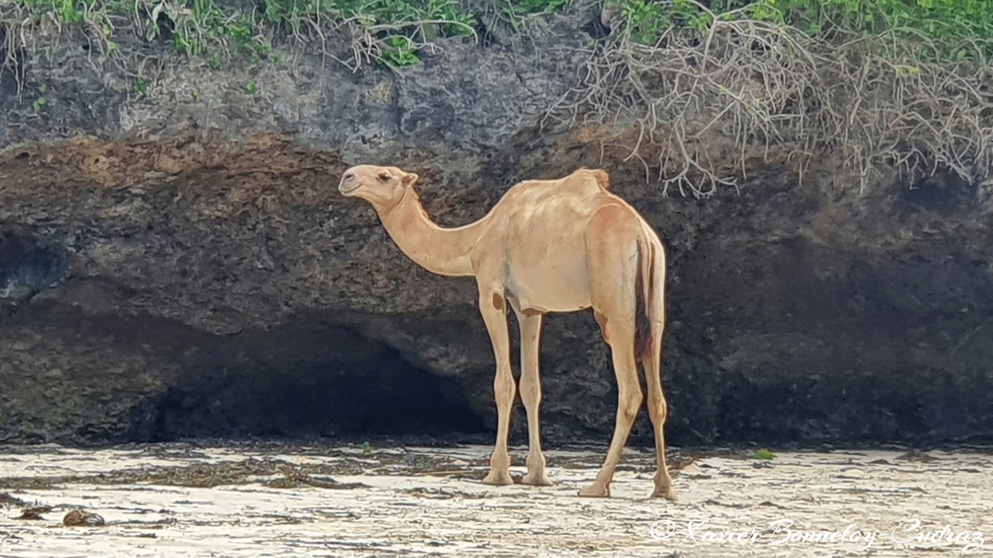 Mombasa - Bamburi Beach - Camel
Mots-clés: Bamburi Beach Kenya Mombasa animals Dromadaire