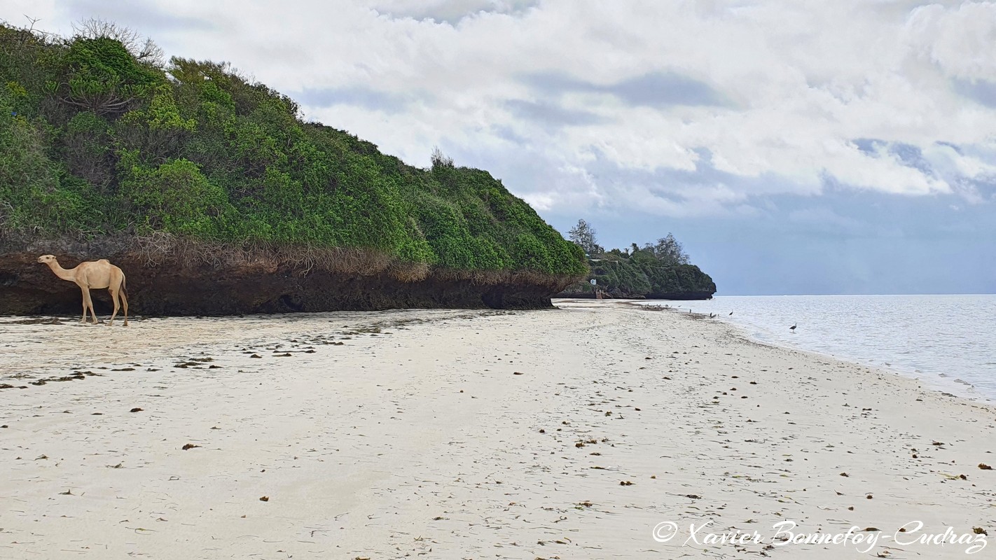 Mombasa - Bamburi Beach - Camel
Mots-clés: Bamburi Beach Kenya Mombasa animals Dromadaire Mer plage