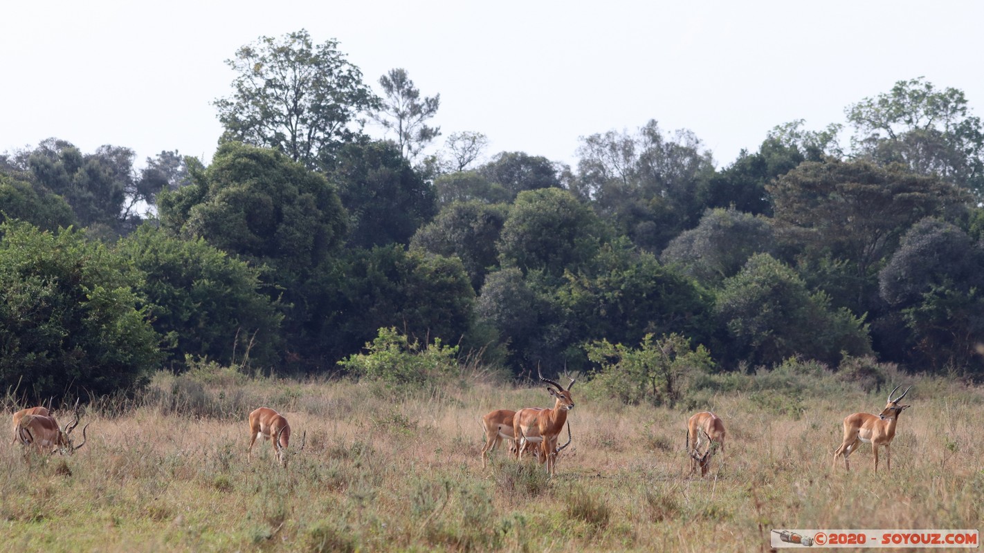 Nairobi National Park - Grant's gazelle
Mots-clés: Bomas of Kenya geo:lat=-1.35697024 geo:lon=36.78639995 geotagged KEN Kenya Nairobi Area Nairobi National Park Nairobi animals Grant's Gazelle