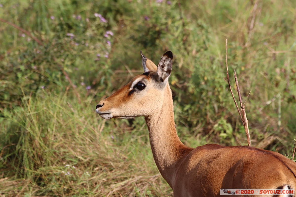 Nairobi National Park - Grant's gazelle
Mots-clés: geo:lat=-1.36084850 geo:lon=36.79325119 geotagged Kajiado KEN Kenya Masai Nairobi National Park Nairobi animals Grant's Gazelle
