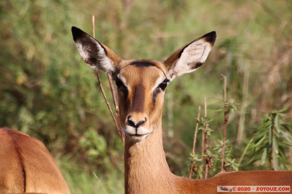 Nairobi National Park - Grant's gazelle
Mots-clés: geo:lat=-1.36084850 geo:lon=36.79325119 geotagged Kajiado KEN Kenya Masai Nairobi National Park Nairobi animals Grant's Gazelle