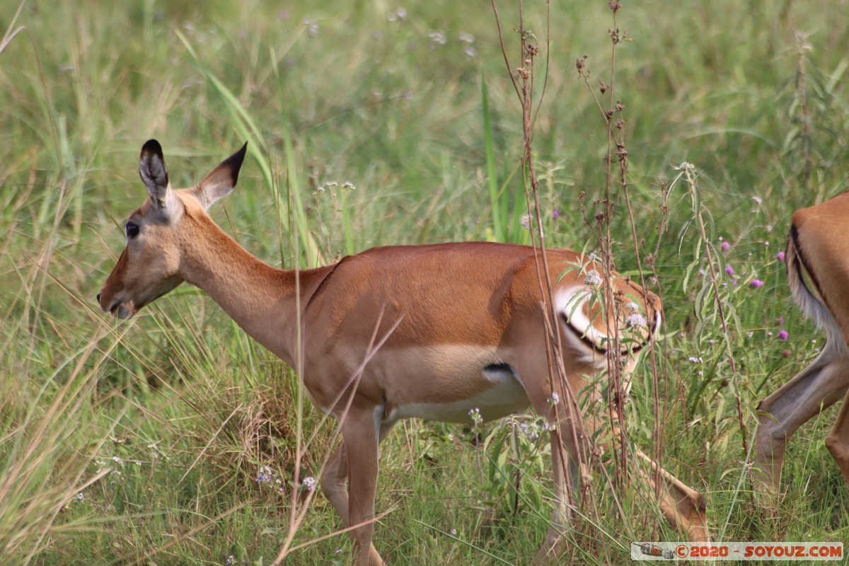 Nairobi National Park - Grant's gazelle
Mots-clés: geo:lat=-1.36084850 geo:lon=36.79325119 geotagged Kajiado KEN Kenya Masai Nairobi National Park Nairobi animals Grant's Gazelle