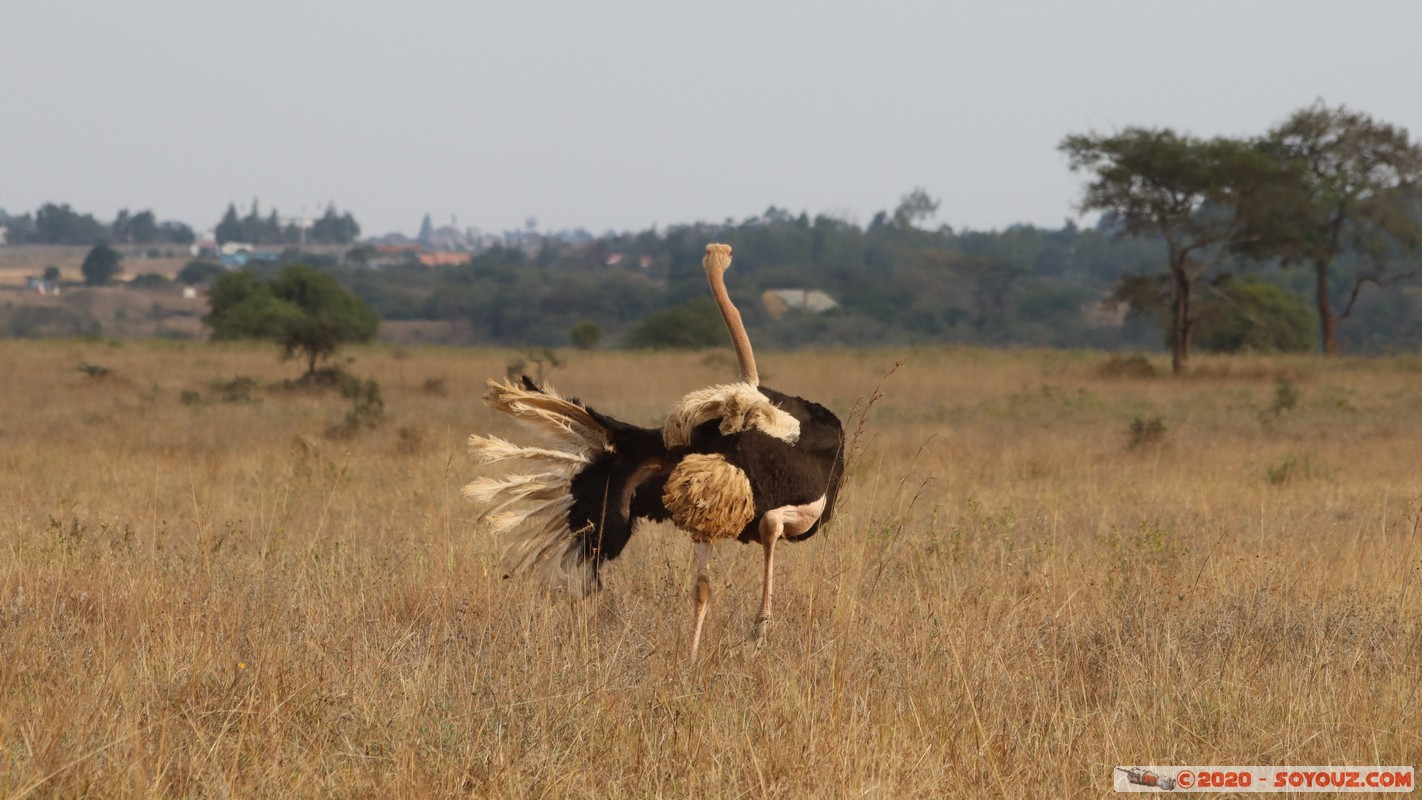 Nairobi National Park - Ostrich
Mots-clés: geo:lat=-1.37350485 geo:lon=36.77906937 geotagged KEN Kenya Mbagathi Nairobi Area Nairobi National Park Nairobi animals Autruche oiseau