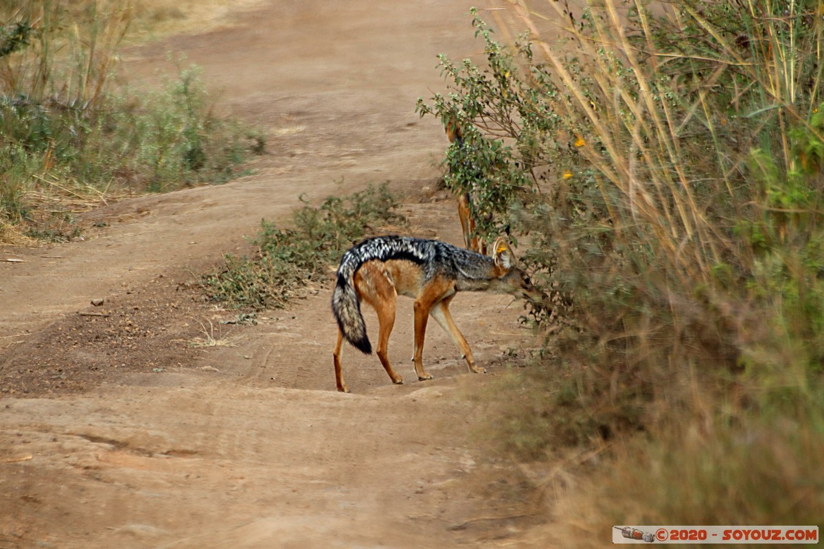 Nairobi National Park - Jackal
Mots-clés: geo:lat=-1.37416511 geo:lon=36.79699481 geotagged Kajiado KEN Kenya Masai Nairobi National Park Nairobi animals Chacal &agrave; dos noir
