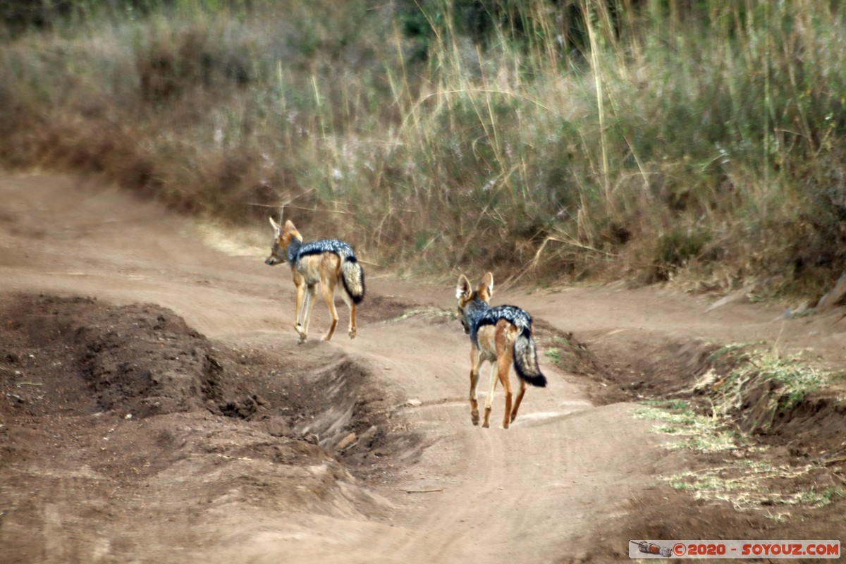 Nairobi National Park - Jackal
Mots-clés: geo:lat=-1.37416511 geo:lon=36.79699481 geotagged Kajiado KEN Kenya Masai Nairobi National Park Nairobi animals Chacal &agrave; dos noir