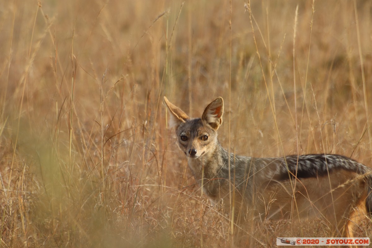 Nairobi National Park - Jackal
Mots-clés: geo:lat=-1.37416511 geo:lon=36.79699481 geotagged Kajiado KEN Kenya Masai Nairobi National Park Nairobi animals Chacal &agrave; dos noir