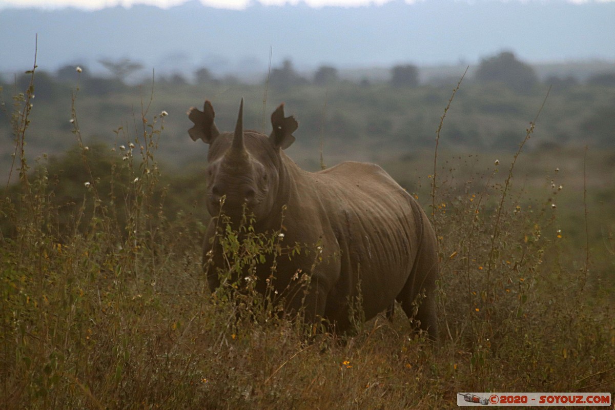 Nairobi National Park - Rhinoceros
Mots-clés: geo:lat=-1.35887719 geo:lon=36.83938076 geotagged Highway KEN Kenya Nairobi Area Nairobi National Park Nairobi animals Rhinoceros