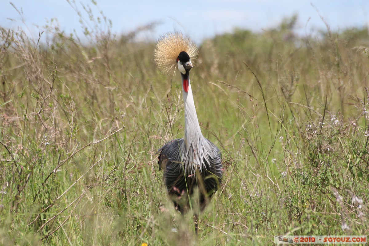Nairobi National Park - Gray crowned-crane
Mots-clés: KEN Kenya Nairobi Area Nairobi National Park animals oiseau Grue couronn&eacute;e grise Gray crowned-crane