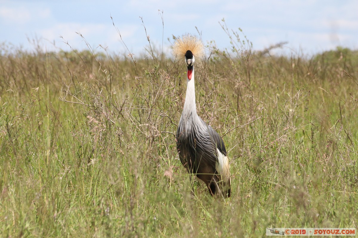Nairobi National Park - Gray crowned-crane
Mots-clés: KEN Kenya Nairobi Area Nairobi National Park animals oiseau Grue couronn&eacute;e grise Gray crowned-crane