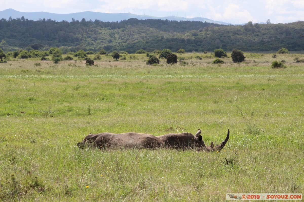 Nairobi National Park - Rhinoceros
Mots-clés: KEN Kenya Nairobi Area Nairobi National Park animals Rhinoceros