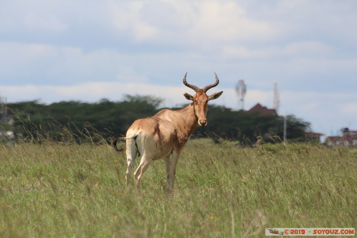 Nairobi National Park - Red hartebeest
Mots-clés: KEN Kenya Nairobi Area Nairobi National Park animals bubale roux