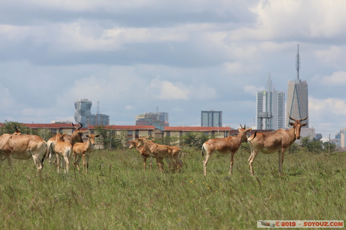 Nairobi National Park - Red hartebeest
Mots-clés: KEN Kenya Nairobi Area Nairobi National Park animals bubale roux