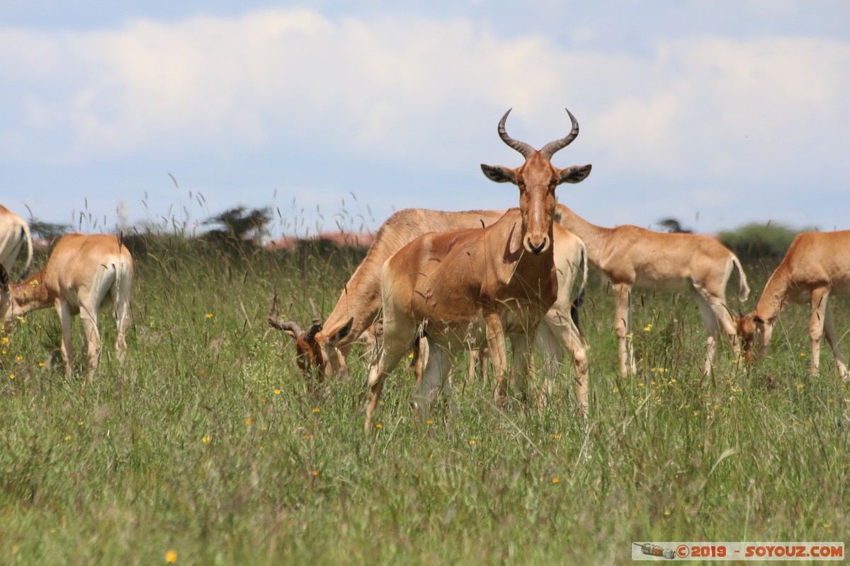 Nairobi National Park - Red hartebeest
Mots-clés: KEN Kenya Nairobi Area Nairobi National Park animals bubale roux