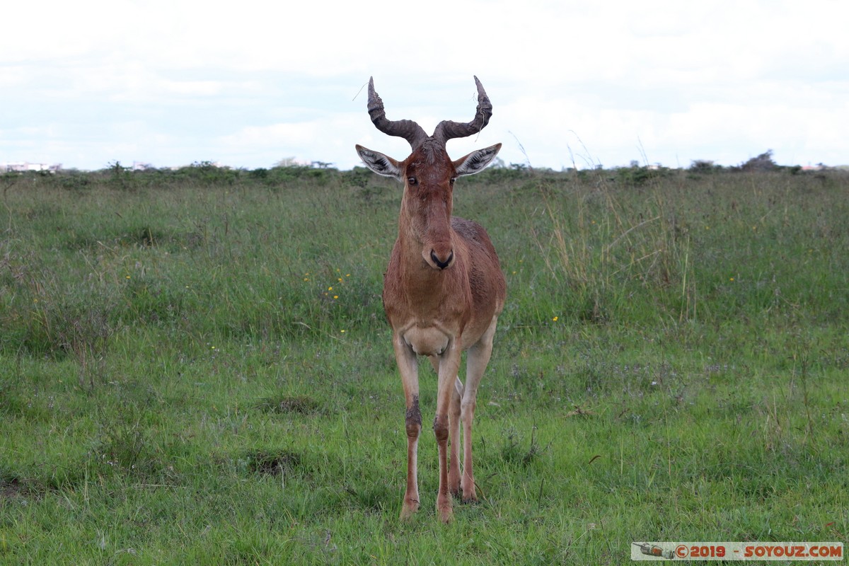 Nairobi National Park - Red hartebeest
Mots-clés: KEN Kenya Nairobi Area Nairobi National Park animals bubale roux