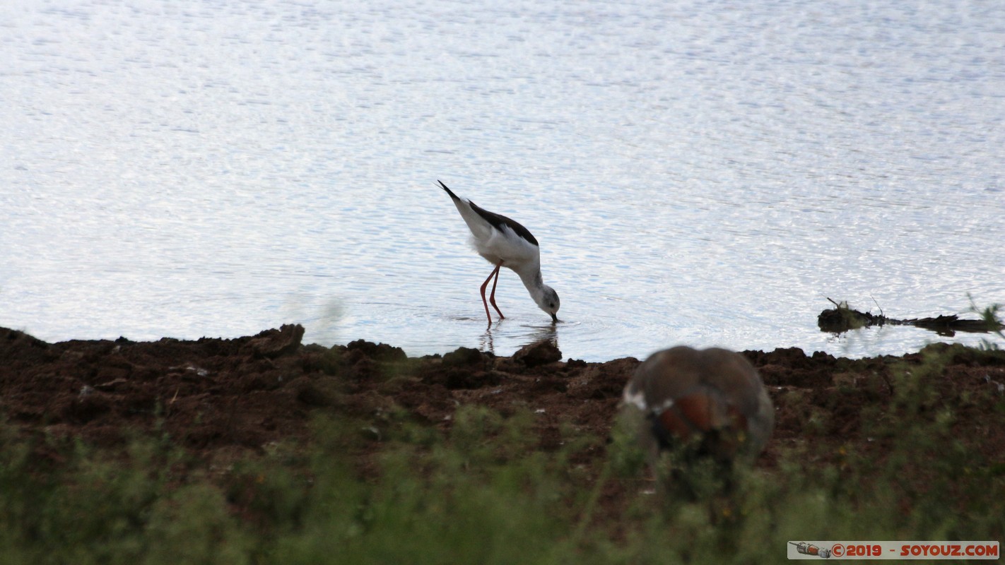 Nairobi National Park - Plover
Mots-clés: KEN Kenya Nairobi Area Nairobi National Park animals Pluvier oiseau