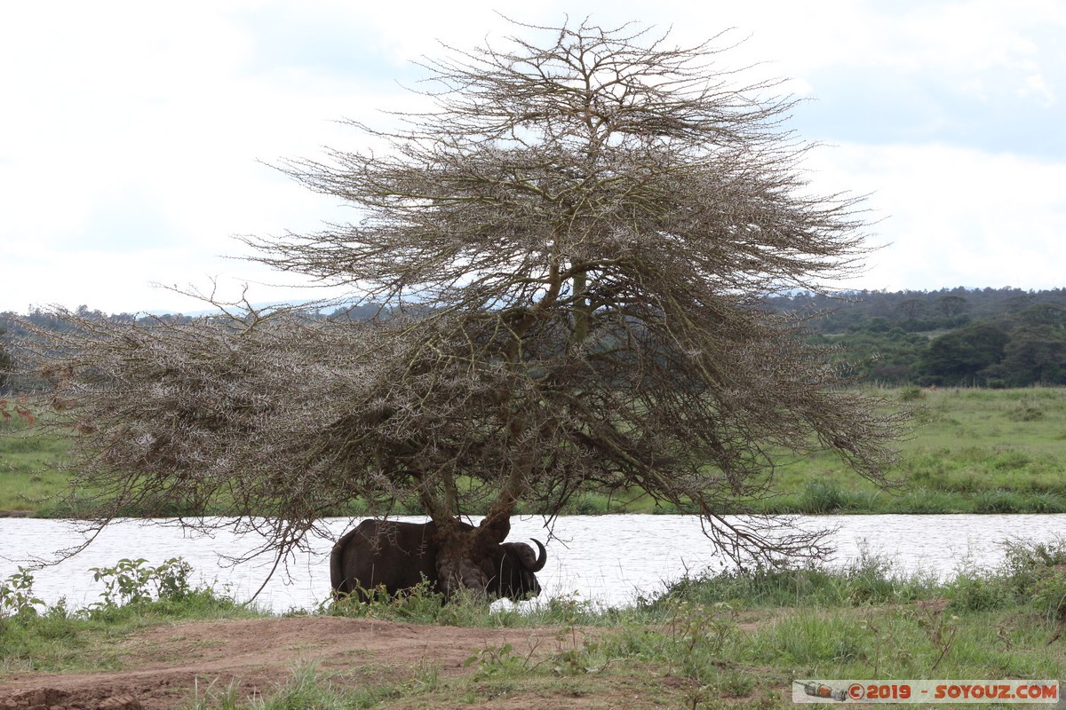 Nairobi National Park - Buffalo
Mots-clés: KEN Kenya Nairobi Area Nairobi National Park animals Buffle