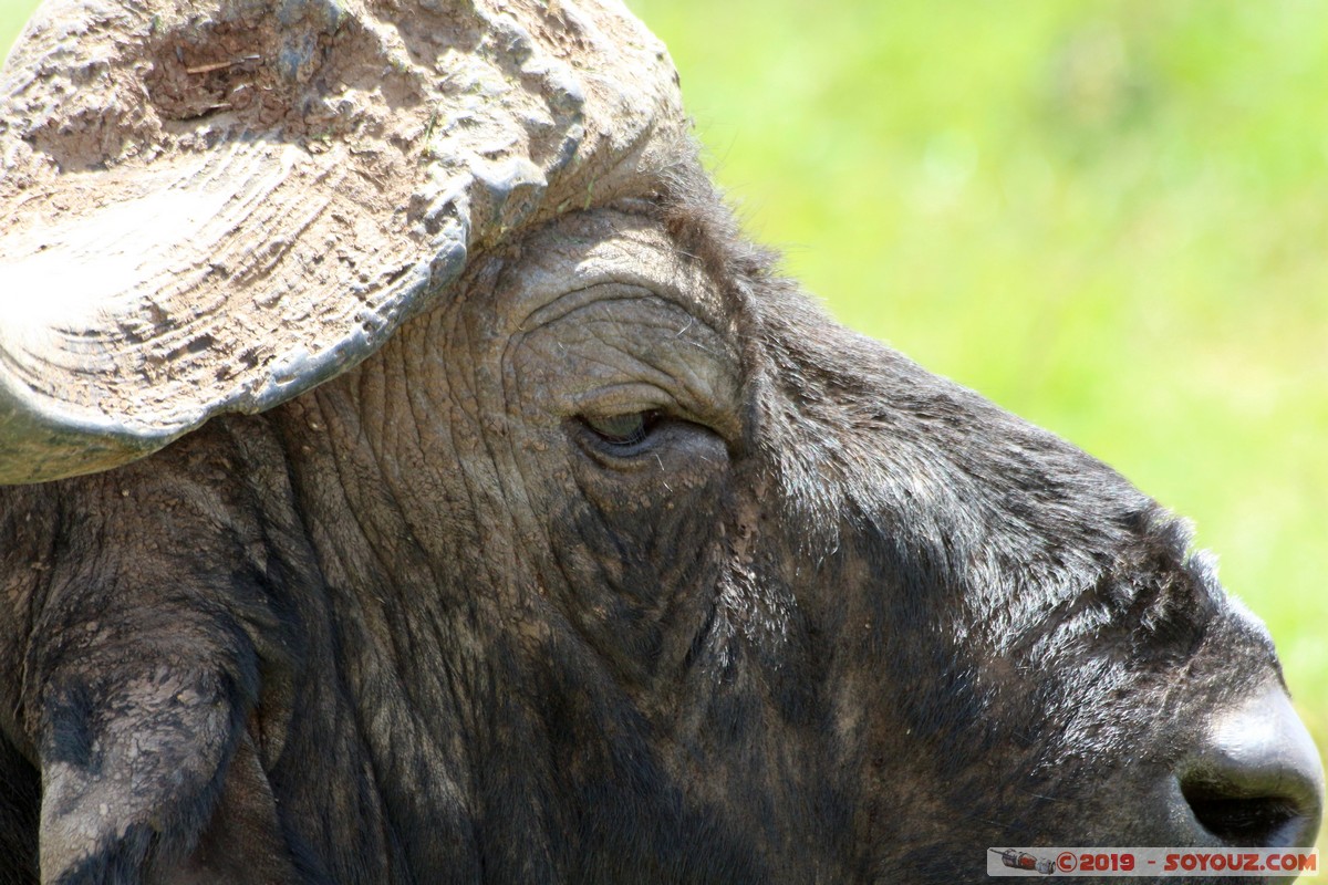 Nairobi National Park - Buffalo
Mots-clés: KEN Kenya Nairobi Area Nairobi National Park animals Buffle