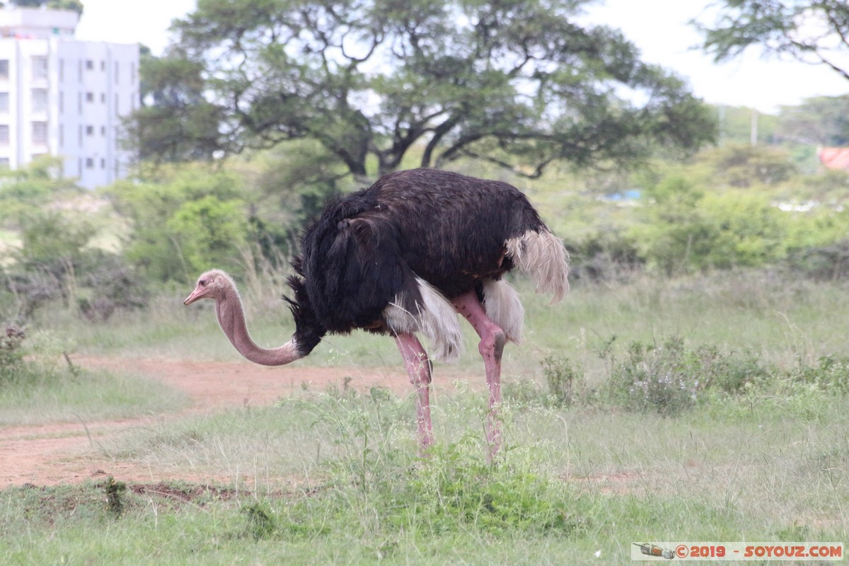 Nairobi National Park - Ostrich
Mots-clés: KEN Kenya Nairobi Area Nairobi National Park animals oiseau Autruche