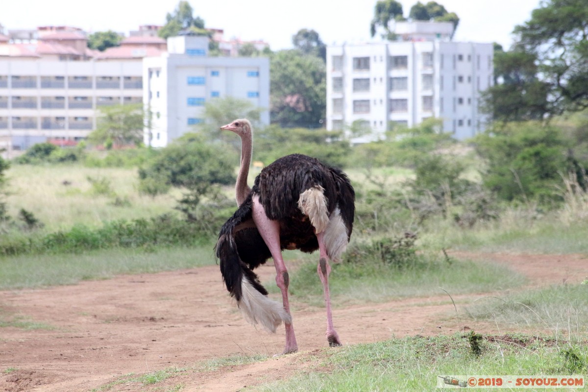 Nairobi National Park - Ostrich
Mots-clés: KEN Kenya Nairobi Area Nairobi National Park animals oiseau Autruche
