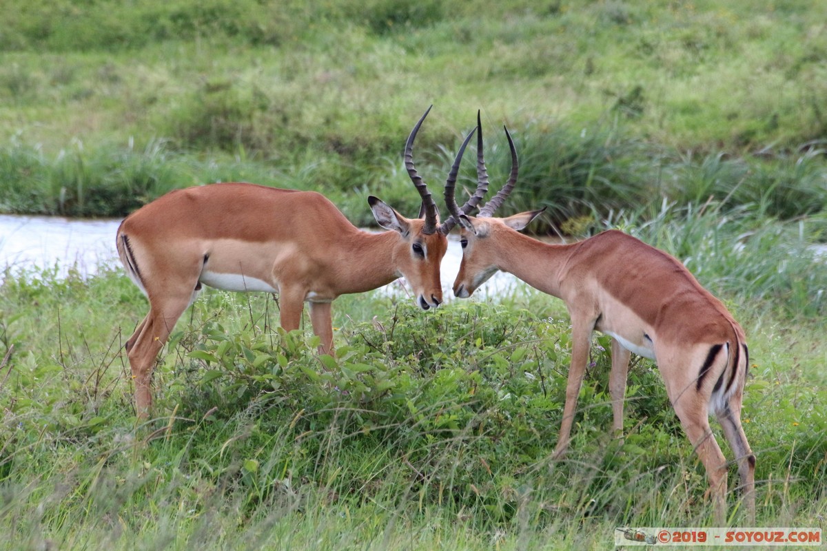 Nairobi National Park - Grant's Gazelle
Mots-clés: KEN Kenya Nairobi Area Nairobi National Park animals Grant's Gazelle