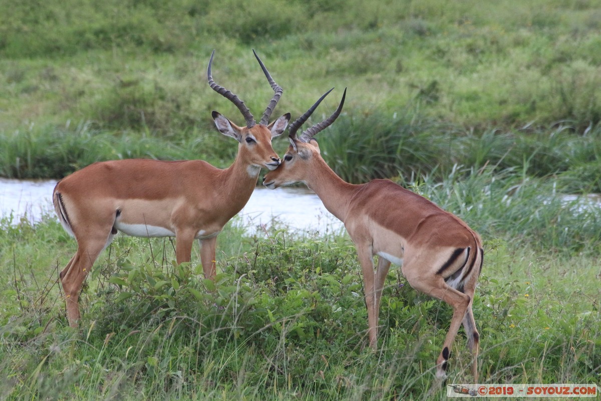 Nairobi National Park - Grant's Gazelle
Mots-clés: KEN Kenya Nairobi Area Nairobi National Park animals Grant's Gazelle