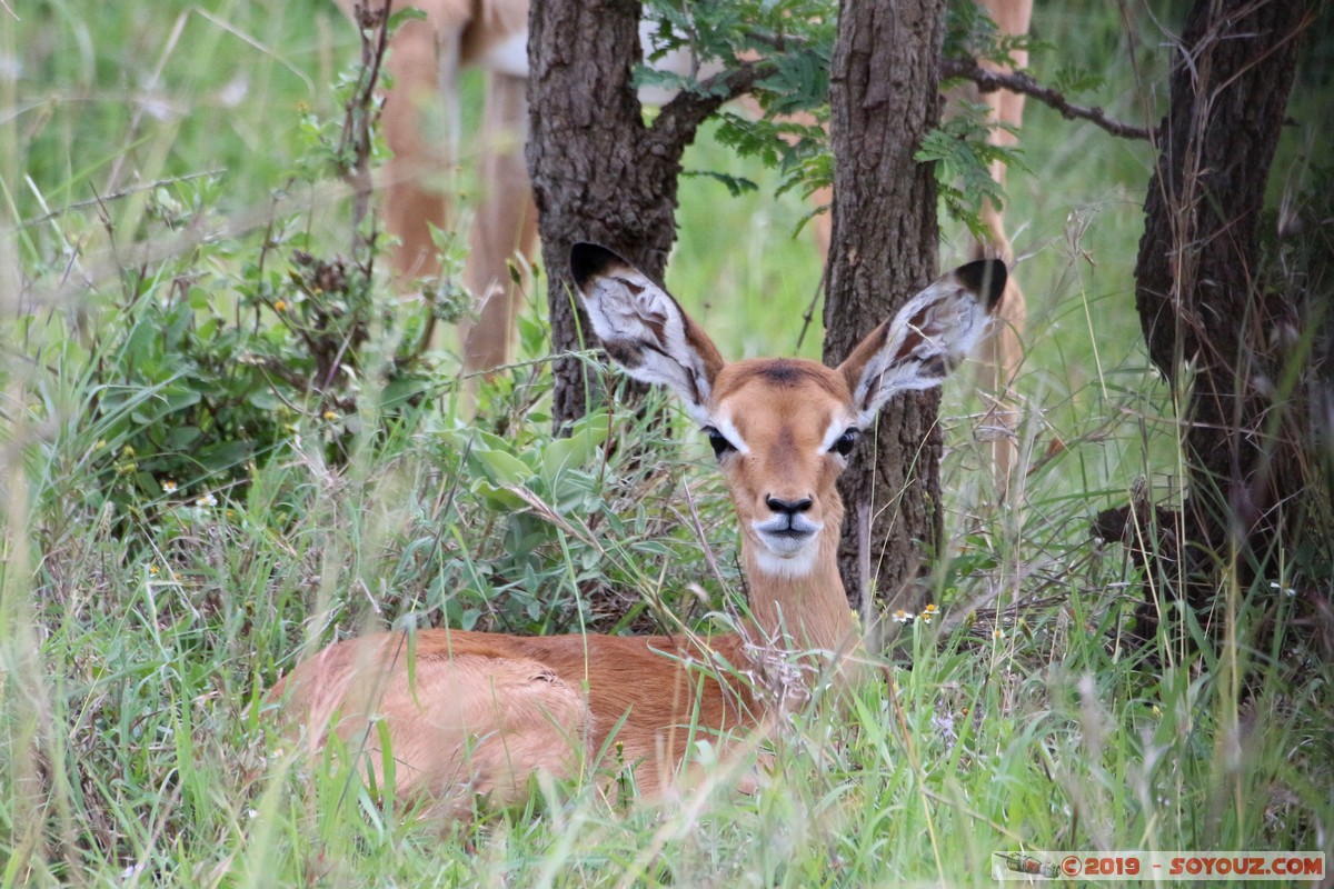 Nairobi National Park - Grant's Gazelle
Mots-clés: KEN Kenya Nairobi Area Nairobi National Park animals Grant's Gazelle
