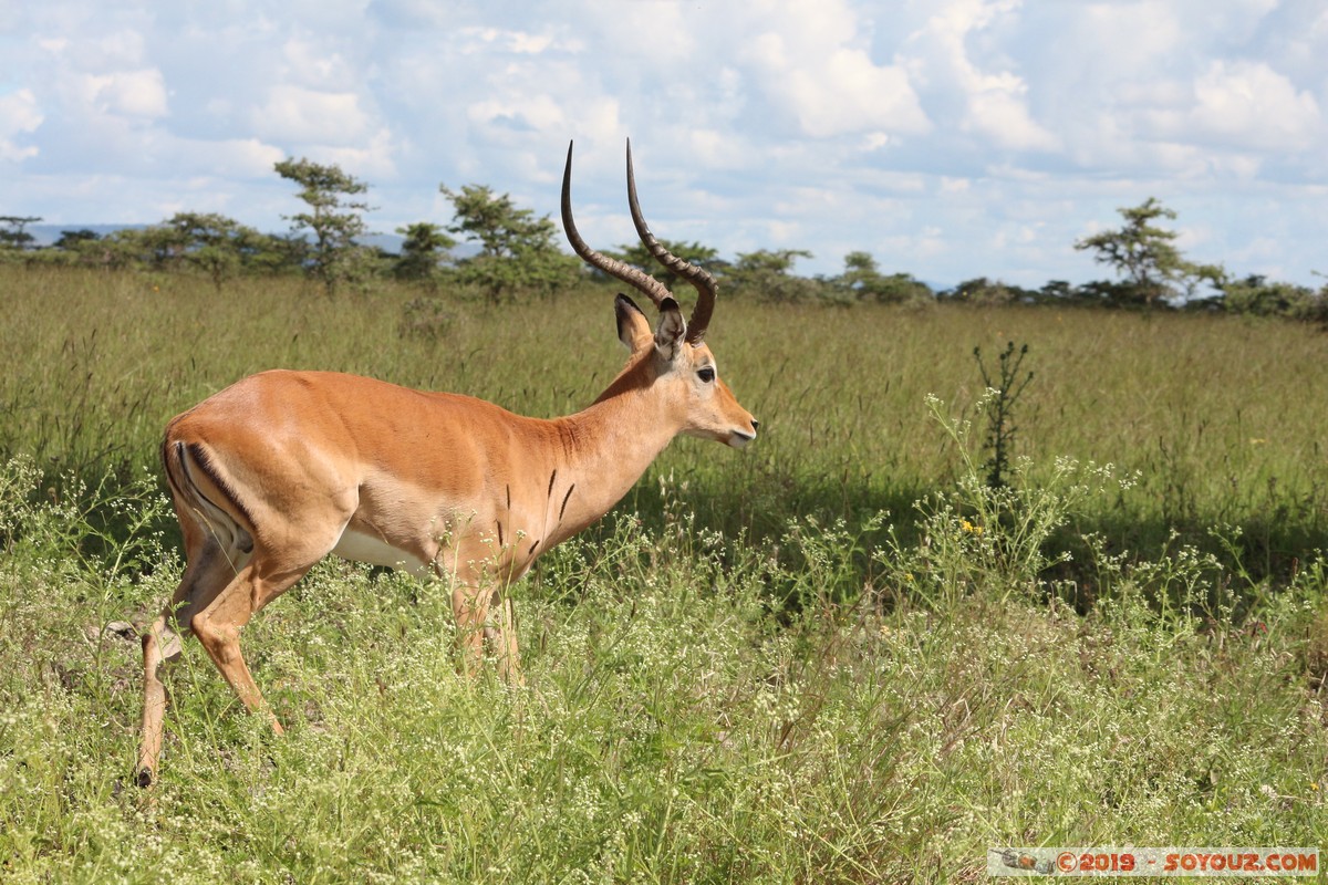 Nairobi National Park - Grant's Gazelle
Mots-clés: KEN Kenya Nairobi Area Villa Franca Nairobi National Park animals Grant's Gazelle