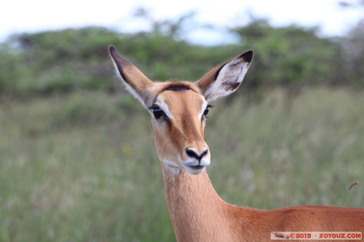 Nairobi National Park - Grant's Gazelle
Mots-clés: KEN Kenya Nairobi Area Villa Franca Nairobi National Park animals Grant's Gazelle