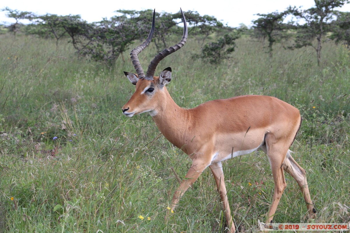 Nairobi National Park - Grant's Gazelle
Mots-clés: KEN Kenya Nairobi Area Villa Franca Nairobi National Park animals Grant's Gazelle