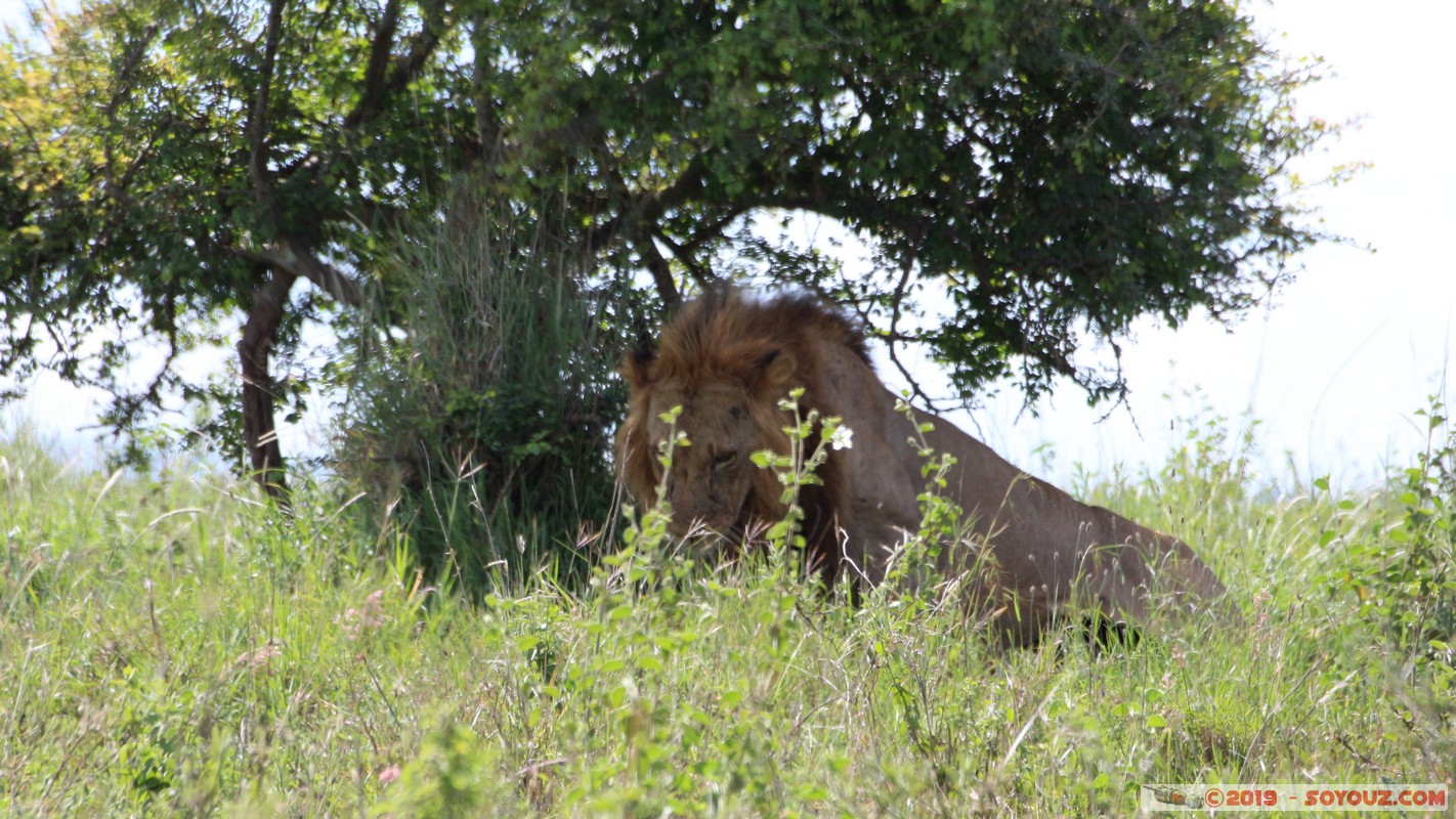 Nairobi National Park - Lion
Mots-clés: KEN Kenya Nairobi Area Real Nairobi National Park animals Lion