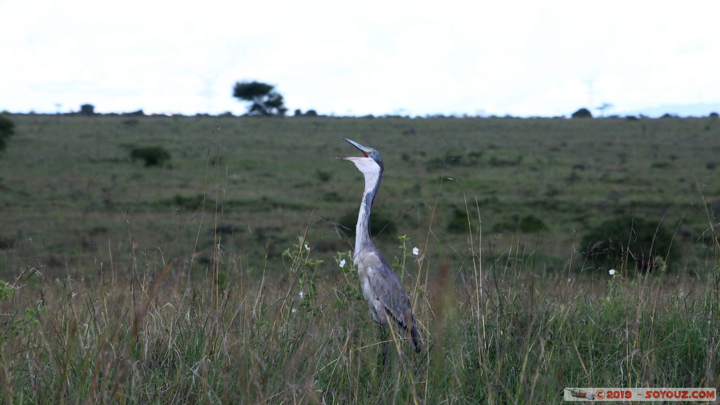 Nairobi National Park - Grey Heron
Mots-clés: KEN Kenya Nairobi Area Villa Franca Nairobi National Park animals oiseau Heron