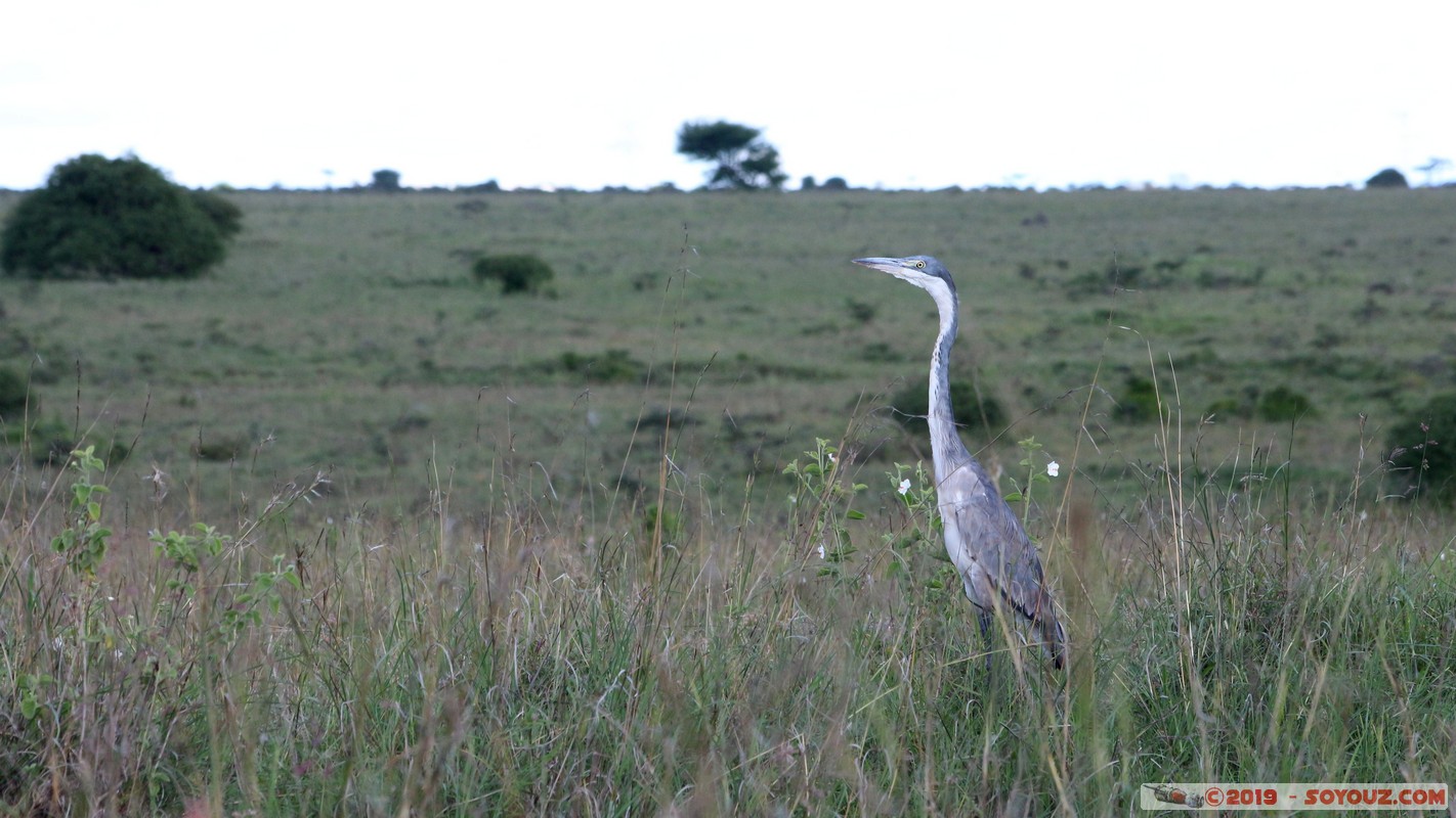 Nairobi National Park - Grey Heron
Mots-clés: KEN Kenya Nairobi Area Villa Franca Nairobi National Park animals oiseau Heron