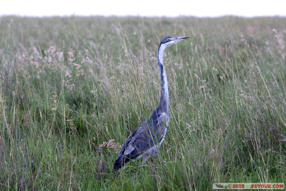 Nairobi National Park - Grey Heron
Mots-clés: KEN Kenya Nairobi Area Villa Franca Nairobi National Park animals oiseau Heron