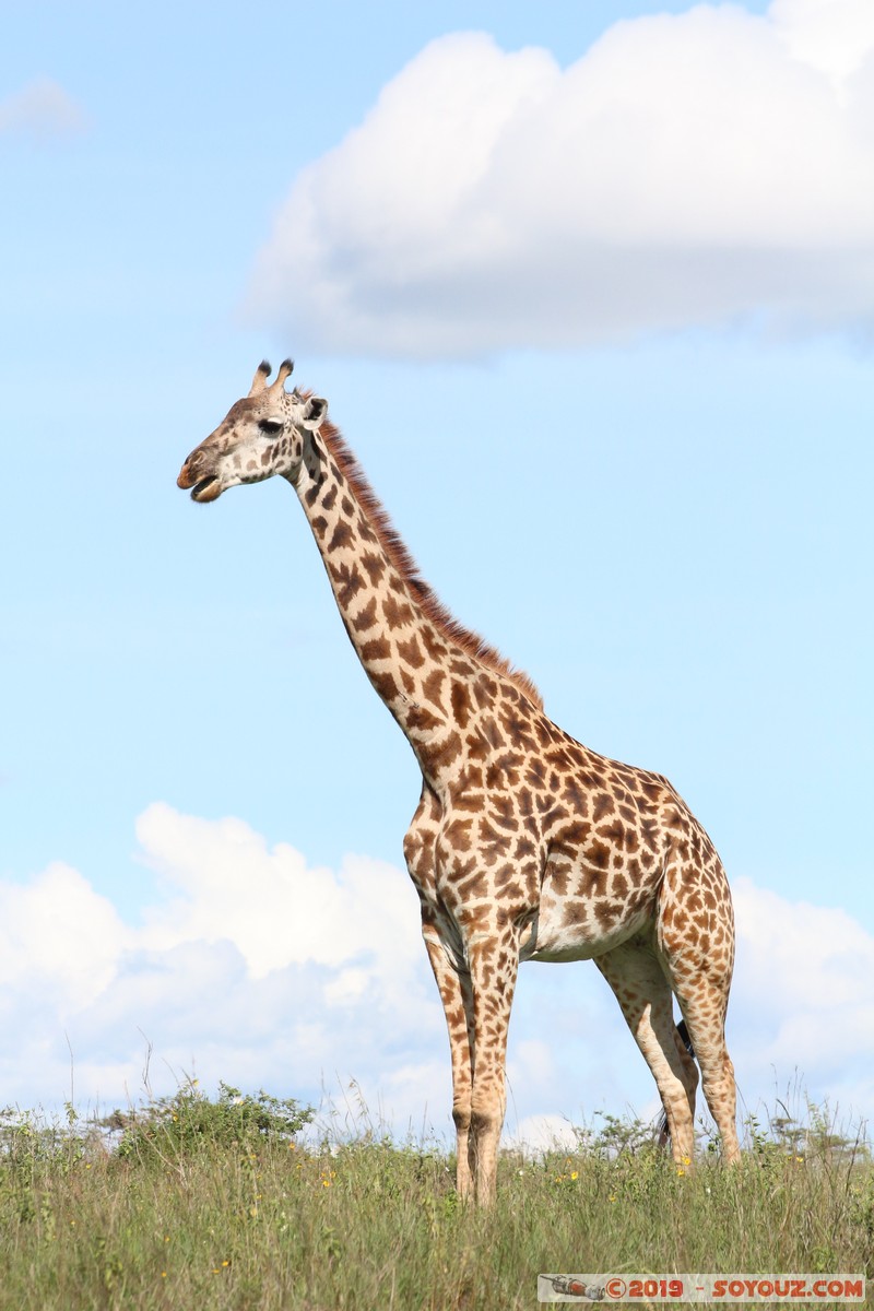 Nairobi National Park - Giraffe
Mots-clés: KEN Kenya Kenya Re Nairobi Area Nairobi National Park animals Giraffe