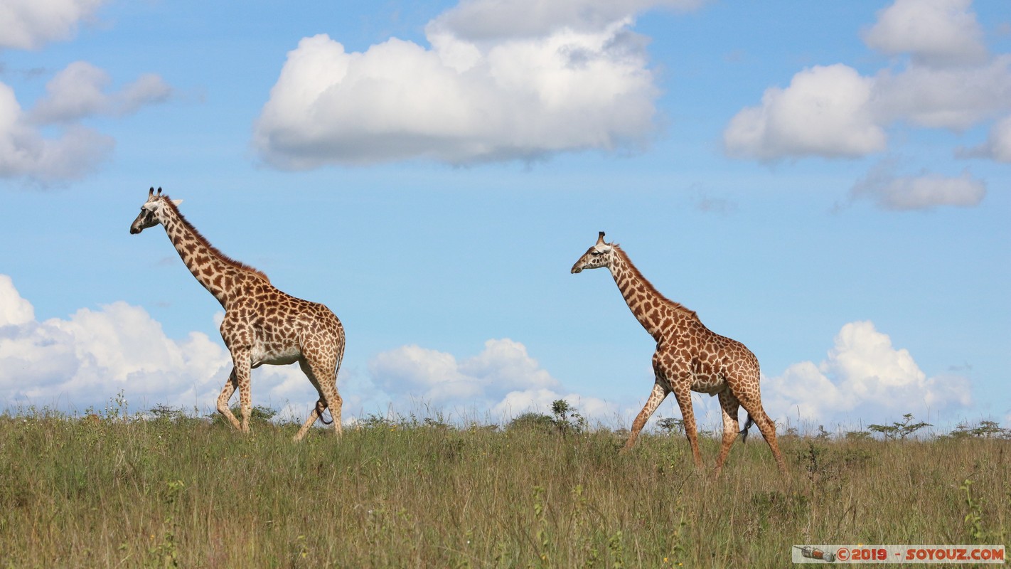 Nairobi National Park - Giraffe
Mots-clés: KEN Kenya Kenya Re Nairobi Area Nairobi National Park animals Giraffe
