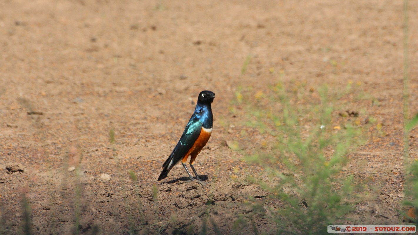 Nairobi National Park - Superb Starling Bird
Mots-clés: KEN Kenya Kenya Re Nairobi Area Nairobi National Park animals oiseau Superb Starling Bird