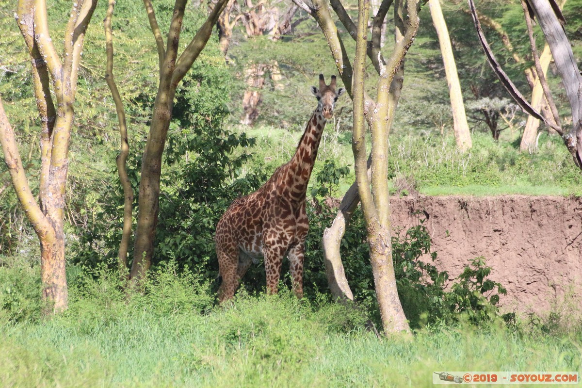 Nairobi National Park - Giraffe
Mots-clés: KEN Kenya Machakos Mlolongo Nairobi National Park animals Giraffe