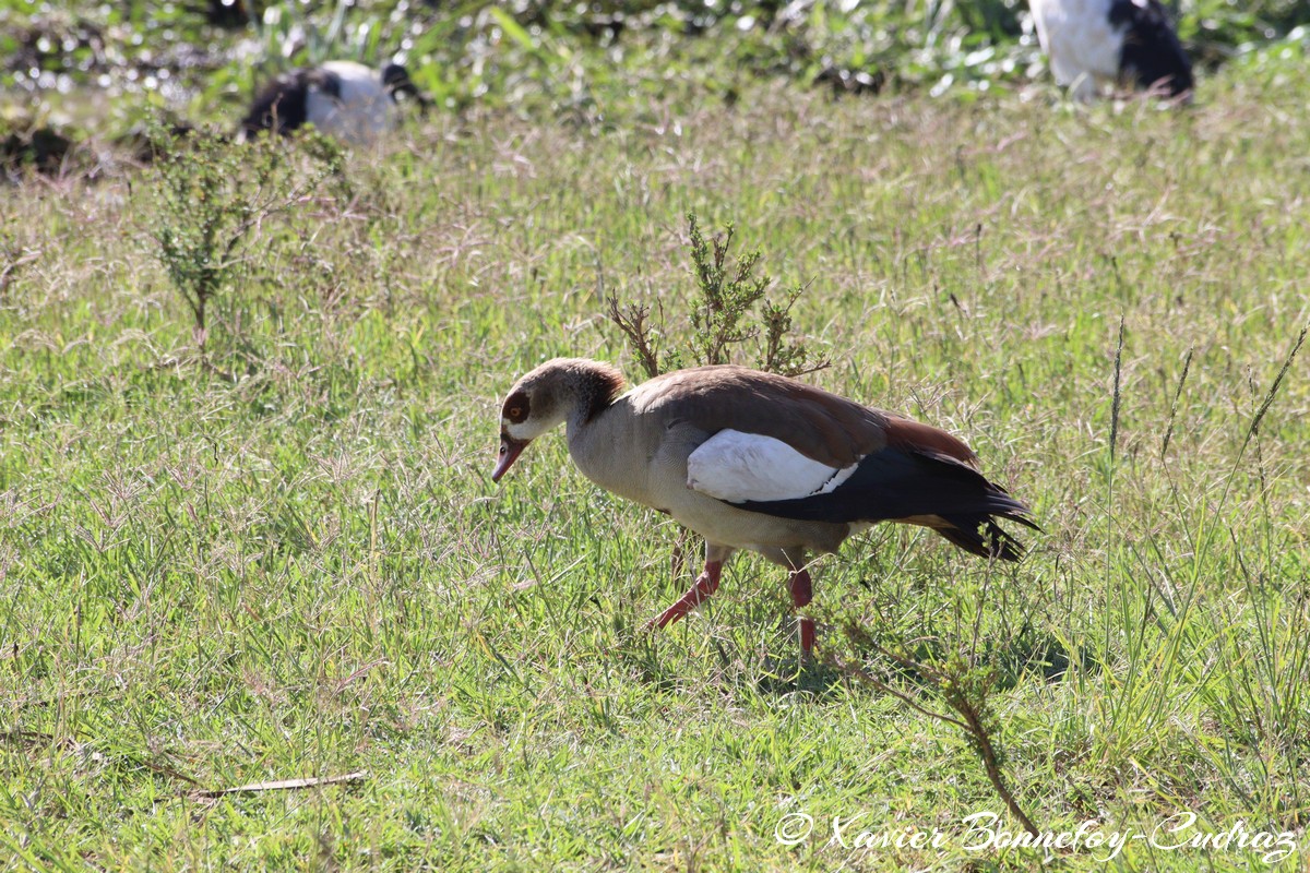 Nairobi National Park - Egyptian Goose
Mots-clés: geo:lat=-1.33834647 geo:lon=36.81001126 geotagged KEN Kenya Nairobi Area Nairobi National Park animals Egyptian Goose oie oiseau