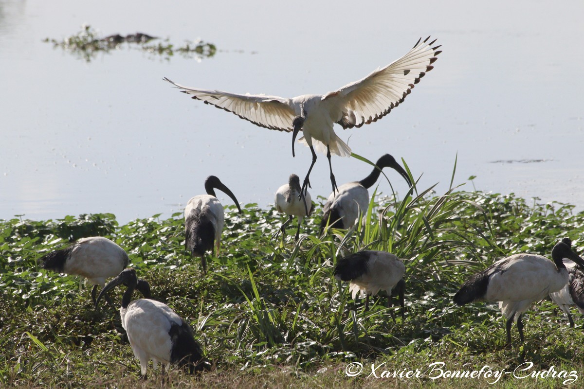 Nairobi National Park - Sacred Ibis
Mots-clés: geo:lat=-1.33834647 geo:lon=36.81001126 geotagged KEN Kenya Nairobi Area Nairobi National Park animals Ibis oiseau