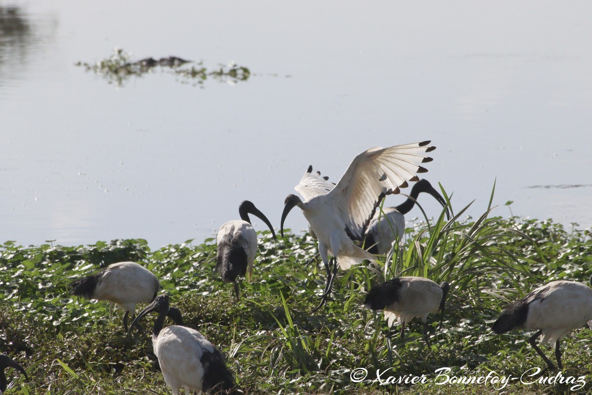 Nairobi National Park - Sacred Ibis
Mots-clés: geo:lat=-1.33834647 geo:lon=36.81001126 geotagged KEN Kenya Nairobi Area Nairobi National Park animals Ibis oiseau