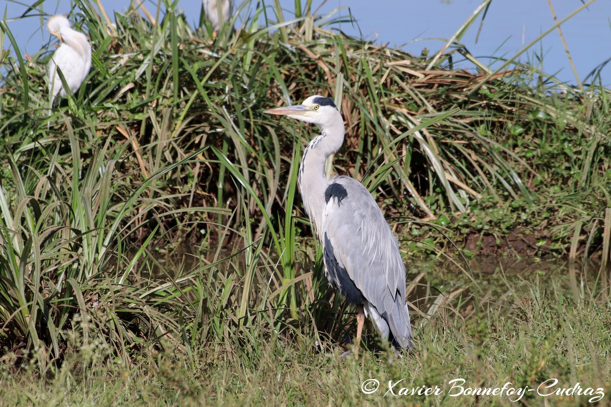 Nairobi National Park - Gray Heron
Mots-clés: geo:lat=-1.33839184 geo:lon=36.81064596 geotagged KEN Kenya Nairobi Area Nairobi National Park animals oiseau Heron Gray Heron Cattle egret