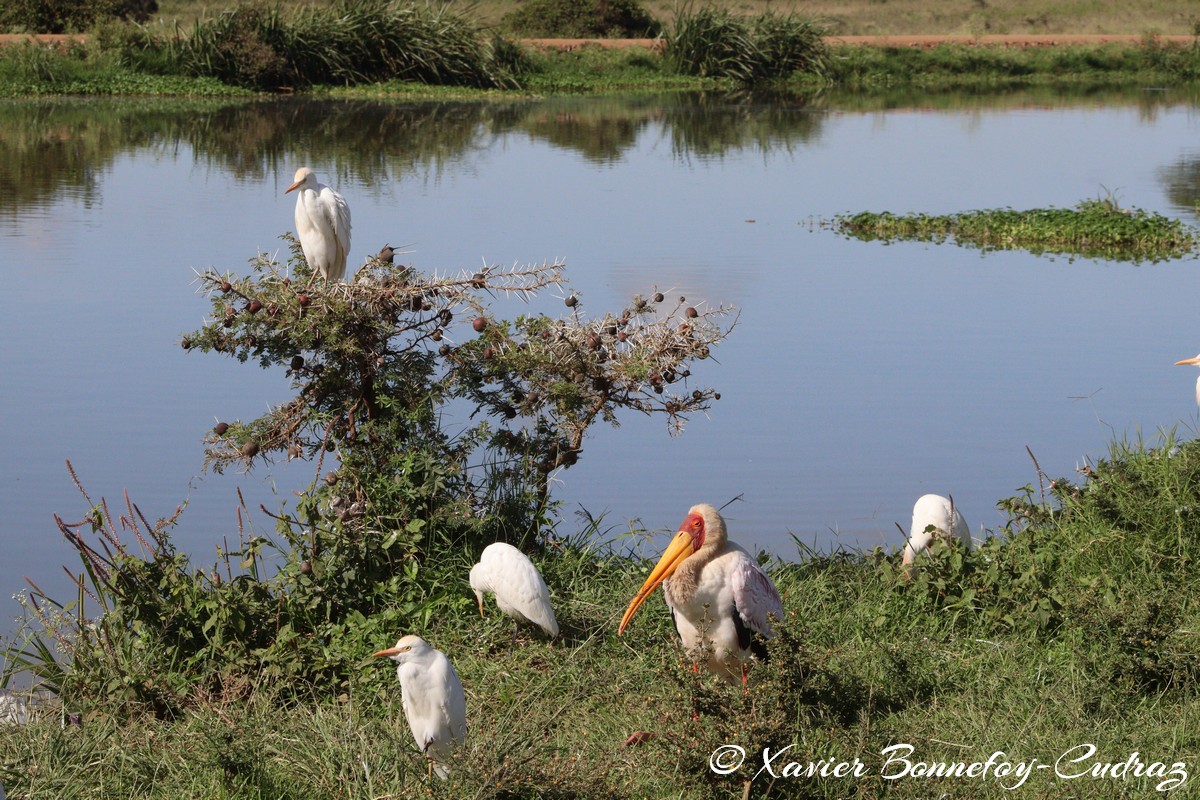 Nairobi National Park - Yellow-billed Stork and Cattle egret
Mots-clés: geo:lat=-1.33839184 geo:lon=36.81064596 geotagged KEN Kenya Nairobi Area Nairobi National Park animals Yellow-billed Stork Ibis oiseau Cattle egret