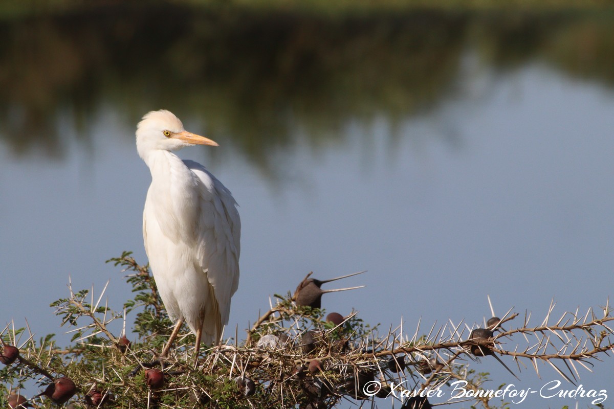 Nairobi National Park - Cattle egret
Mots-clés: geo:lat=-1.33839184 geo:lon=36.81064596 geotagged KEN Kenya Nairobi Area Nairobi National Park animals oiseau Cattle egret