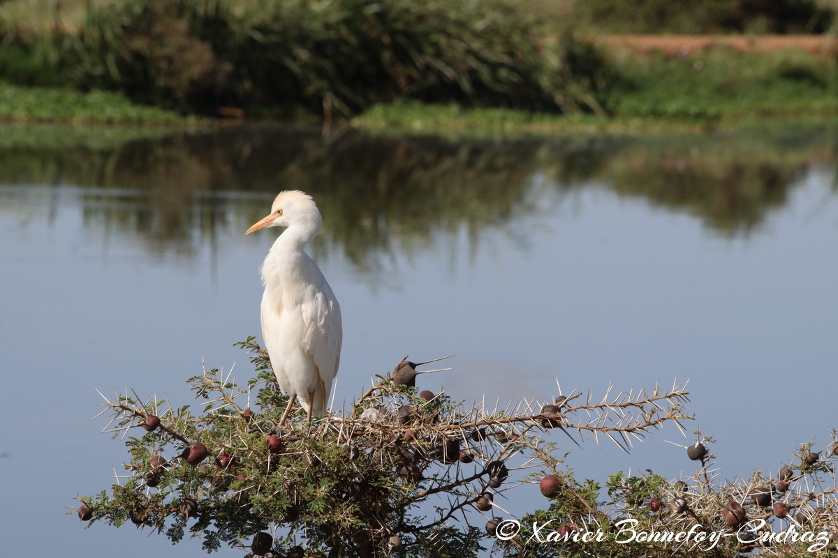 Nairobi National Park - Cattle egret
Mots-clés: geo:lat=-1.33839184 geo:lon=36.81064596 geotagged KEN Kenya Nairobi Area Nairobi National Park animals oiseau Cattle egret