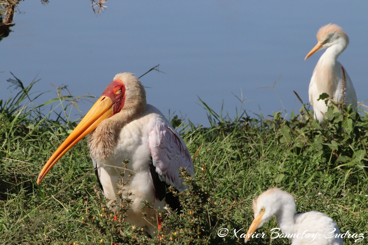 Nairobi National Park - Yellow-billed Stork and Cattle egret
Mots-clés: geo:lat=-1.33839184 geo:lon=36.81064596 geotagged KEN Kenya Nairobi Area Nairobi National Park animals Yellow-billed Stork Ibis oiseau Cattle egret