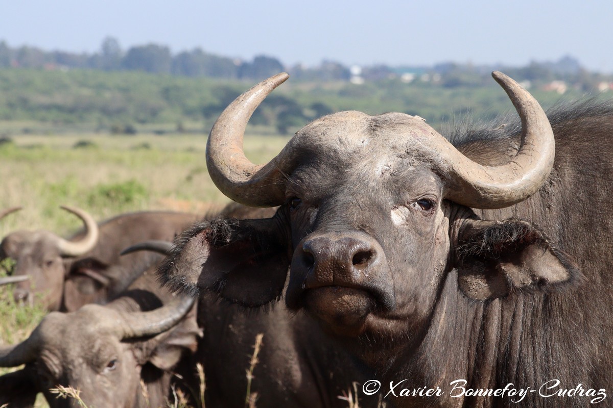 Nairobi National Park - Buffalo
Mots-clés: geo:lat=-1.34188848 geo:lon=36.81451907 geotagged Nairobi National Park Kenya animals Buffle Buffalo