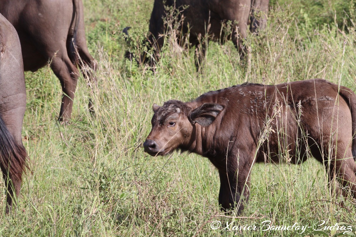 Nairobi National Park - Buffalo
Mots-clés: geo:lat=-1.34188848 geo:lon=36.81451907 geotagged Nairobi National Park Kenya animals Buffle Buffalo